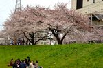 hanami2.JPG